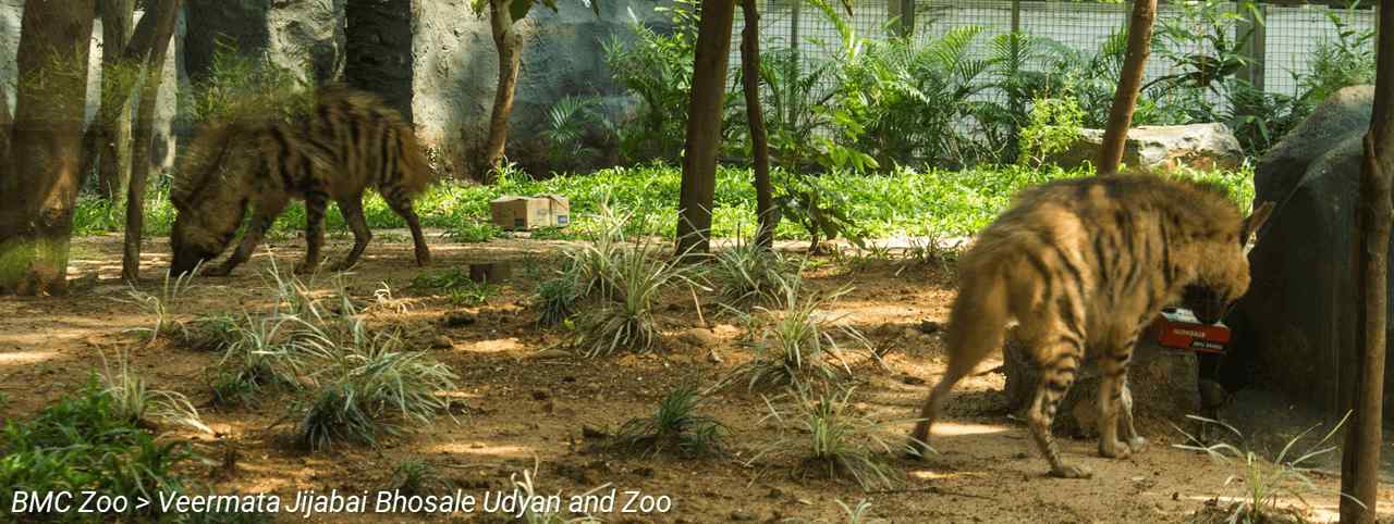 BMC Website > For Tourists > BMC Zoo